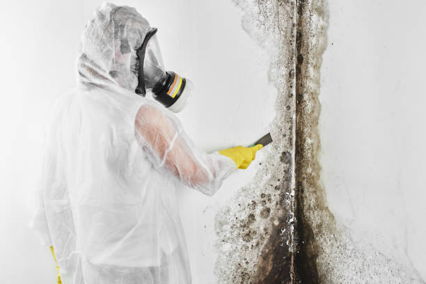 Mold Testing and Removal in Smyrna, DE