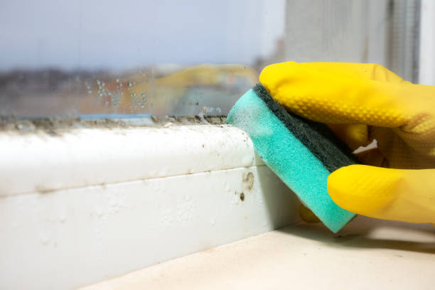 Best Attic Mold Removal  in Smyrna, DE