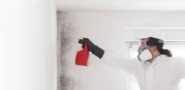 Mold Testing and Removal in Smyrna, DE