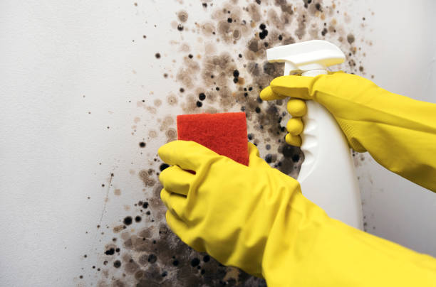 Best Commercial Mold Removal  in Smyrna, DE