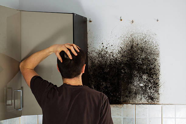 Best Certified Mold Removal  in Smyrna, DE